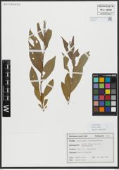 Foto von Salix alba L.